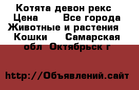 Котята девон рекс › Цена ­ 1 - Все города Животные и растения » Кошки   . Самарская обл.,Октябрьск г.